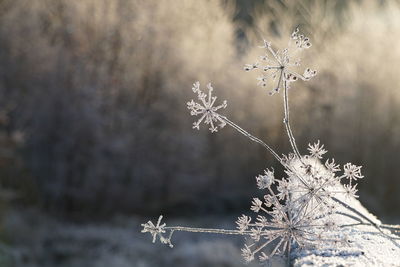 Close-up of frost on plant during winter
