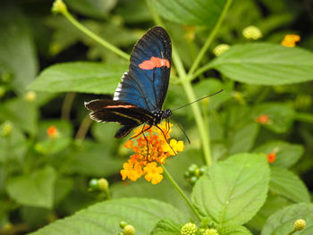 Close-up of butterfly pollinating on flower