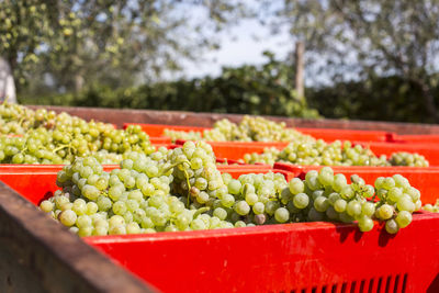 View of grapes in crate