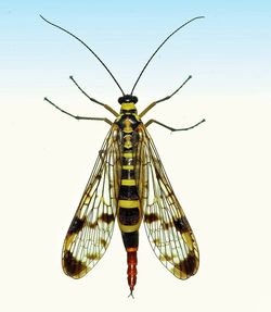 Close-up of damselfly on white background