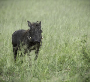 View of an animal on field