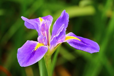 Close-up of purple iris