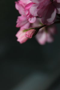 Close-up of pink flower