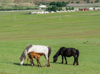 pasture