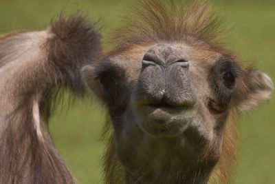 Close-up portrait of a horse