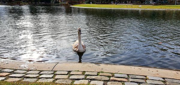 Swan swimming in lake