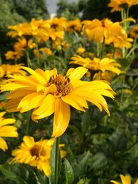 Close-up of yellow flowers blooming outdoors