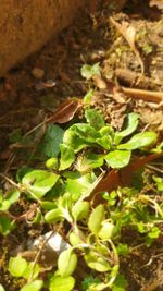 Close-up of insect on plant