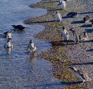 High angle view of birds in lake