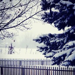 Bare trees on snow covered landscape