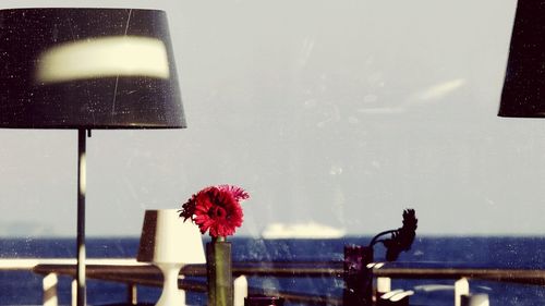 Close-up of flowers against blurred background