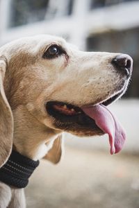 Close-up of a dog looking away