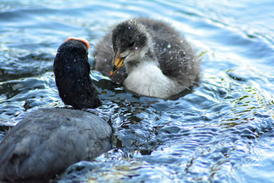 Duck swimming in lake