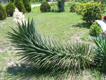 Coconut palm tree