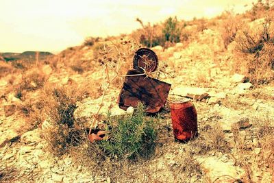 View of trees in field