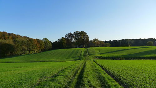 Scenic view of agricultural field against clear sky