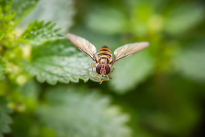 Close-up of bee pollinating on flower