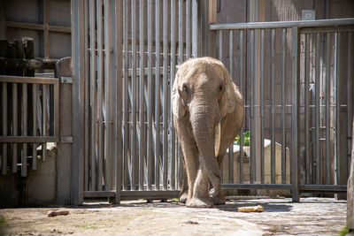 View of elephant in cage