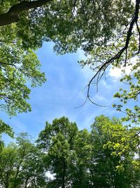 Low angle view of trees against sky