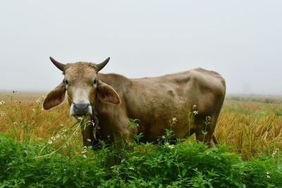 Portrait of cow standing on field against sky