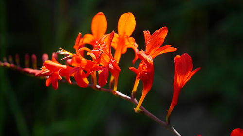 Close-up of orange day lily blooming outdoors