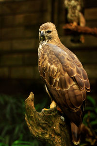 Close-up of owl perching on branch