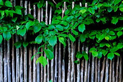 Close-up of ivy growing on fence