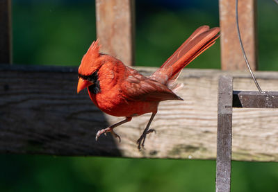 Close-up of bird perching on wooden post
