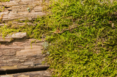 High angle view of plants growing on stone wall