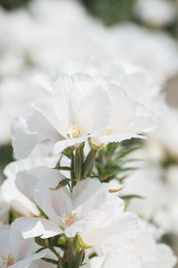 Close-up of white flowers