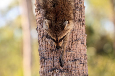 Close-up of squirrel on tree trunk