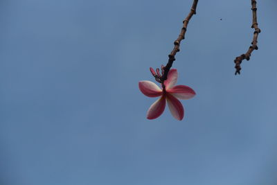 Close-up of flowers against clear sky