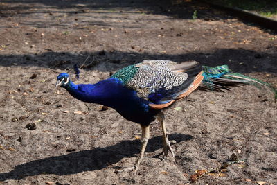 High angle view of peacock on field