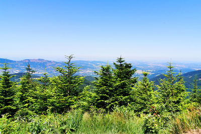 Scenic view of trees against clear blue sky