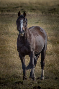 Portrait of horse standing on field