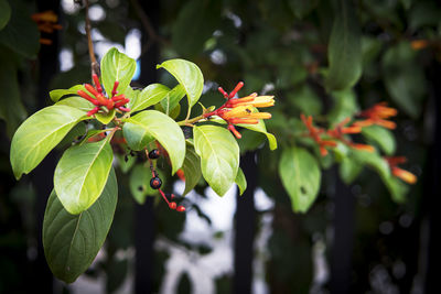 Close-up of red flowering plant