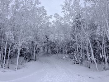 Snow covered trees in forest