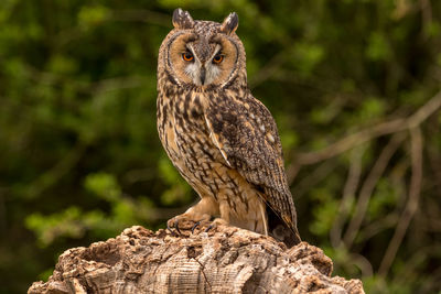 Long-eared owl standing on some bark