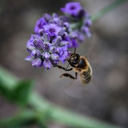 Close-up of bee on purple flower