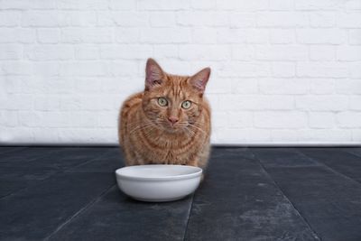 Portrait of cat sitting against wall