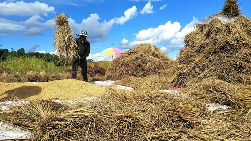 Farmer holding straws while standing in farm against blue sky