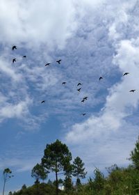 Birds flying over trees against sky