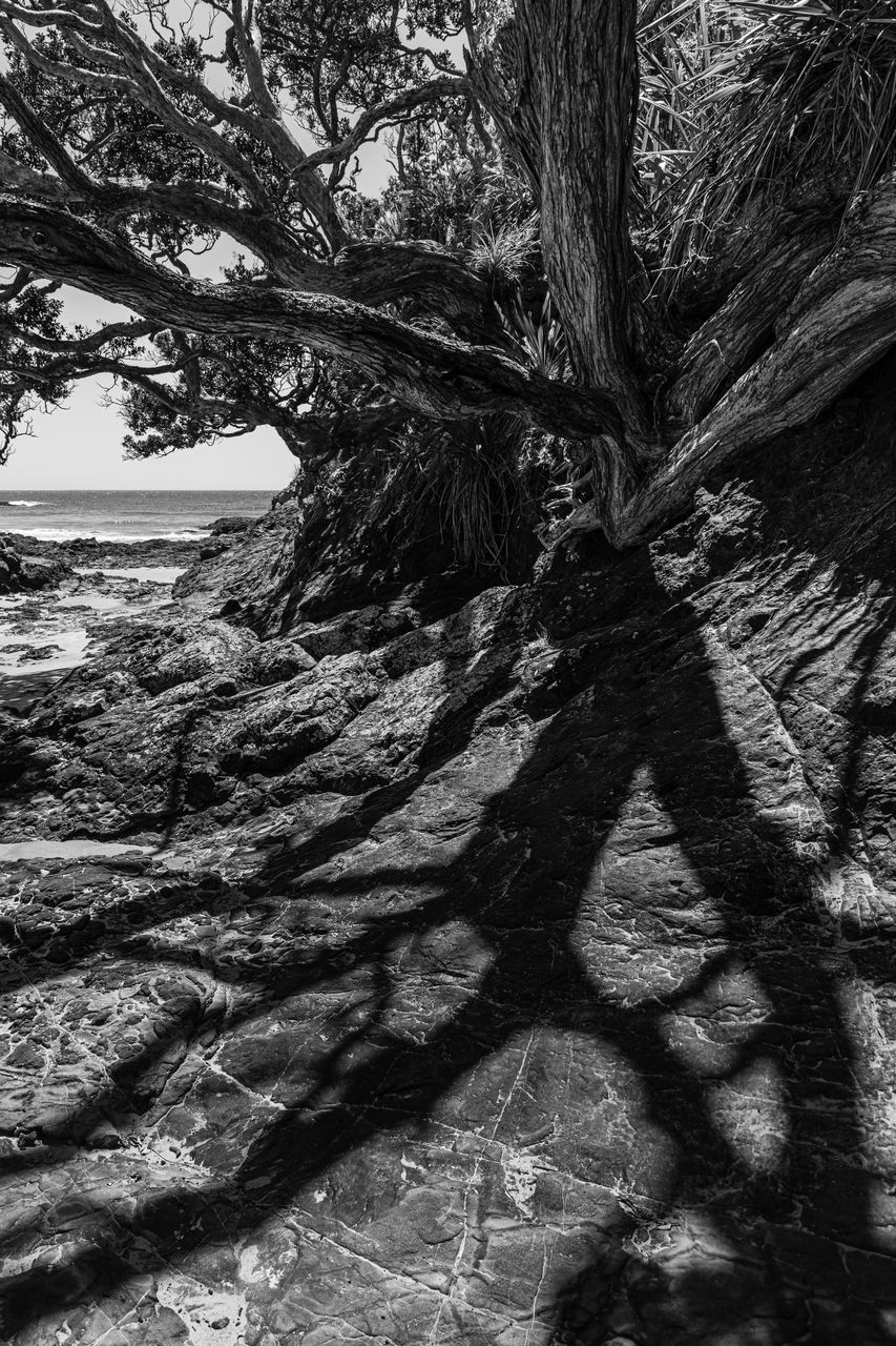 SHADOW OF TREE TRUNK