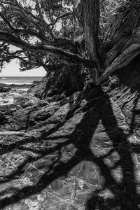 Shadow of tree on plant