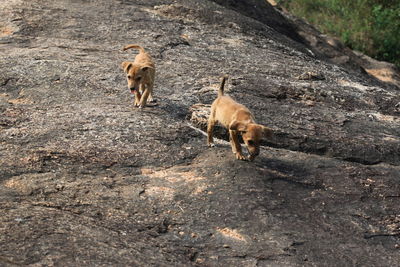 Puppies walking on rock at field