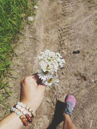 High angle view of hand holding white flowers