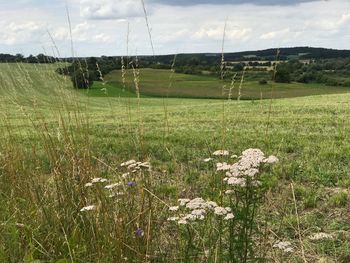 Scenic view of field against sky