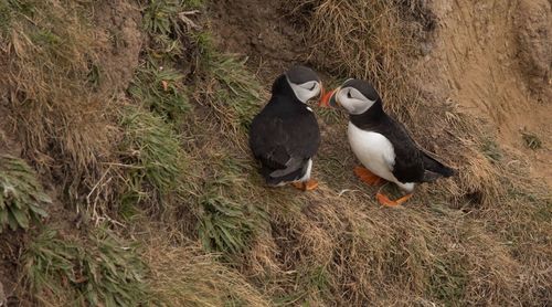 High angle view of puffin birds perching on field