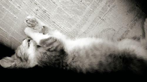 Cat resting on white surface