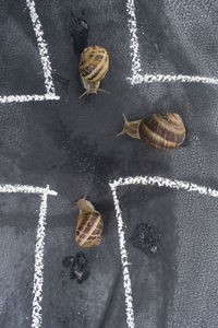 High angle view of snails